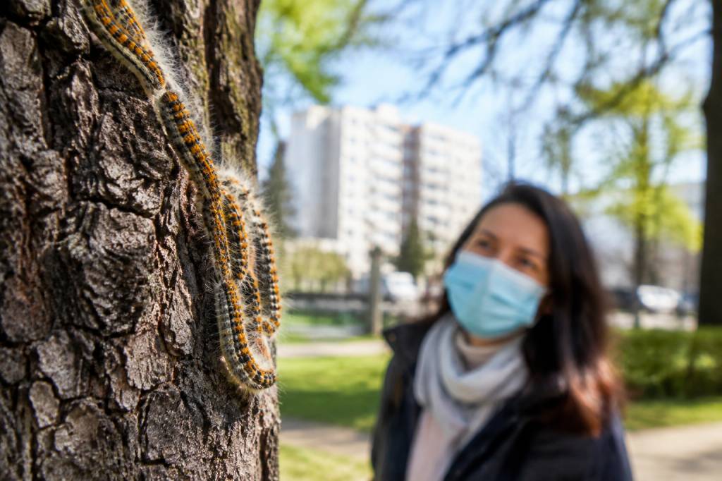 Chenilles processionnaires à Villeurbanne : les bons réflexes à adopter